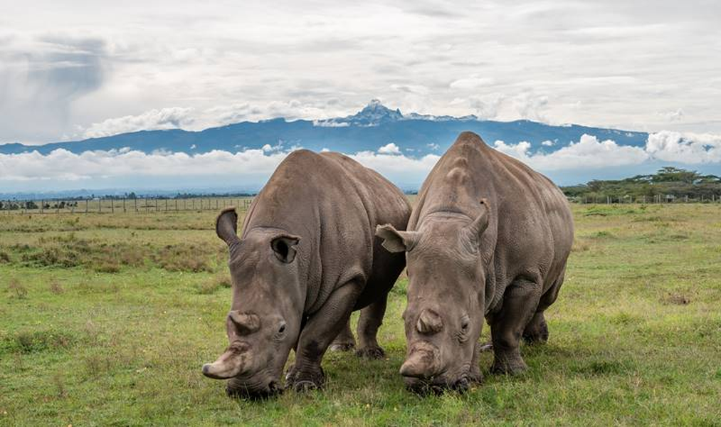  Tê giác trắng phương Bắc (Ceratotherium simum cottoni) là một trong hai phân loài của loài tê giác trắng, phân loài còn lại là tê giác trắng phương Nam. Trước đây, tê giác trắng phương Bắc từng sinh sống rộng rãi ở các khu vực Đông và Trung Phi, từ Chad, Cameroon đến Uganda và Nam Sudan. (Ảnh: Explorers Against Extinction)