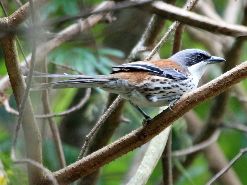 Mi núi Bà (Crocias langbianis), còn được biết đến với tên gọi mi Langbiang, là một  loài chim đặc hữu của Việt Nam, đang đứng trước nguy cơ tuyệt chủng cao do mất môi trường sống. (Ảnh:eBird)