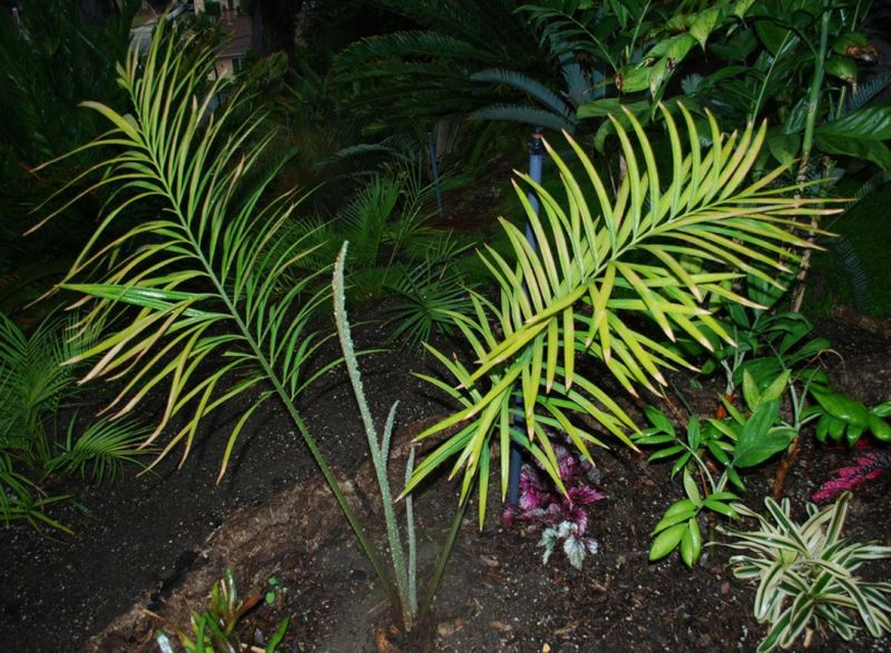 1. Tuế lá xẻ (Cycas micholitzii): Đây là một trong những  loài cây trong Sách đỏ ở Khu bảo tồn thiên nhiên Hòn Bà. Tuế lá xẻ là loài cây thuộc họ Tuế (Cycadaceae), phân bố chủ yếu ở các tỉnh như Kon Tum, Gia Lai, Đắk Lắk và Lâm Đồng. Cây có thân hóa gỗ, thường nằm trong đất, lá dài từ 1-2,4m với các lá chét giả màu xanh sẫm. Tuế lá xẻ có khả năng chịu lửa rừng và thường mọc dưới tán rừng rậm thường xanh. (Ảnh: Agaveville)