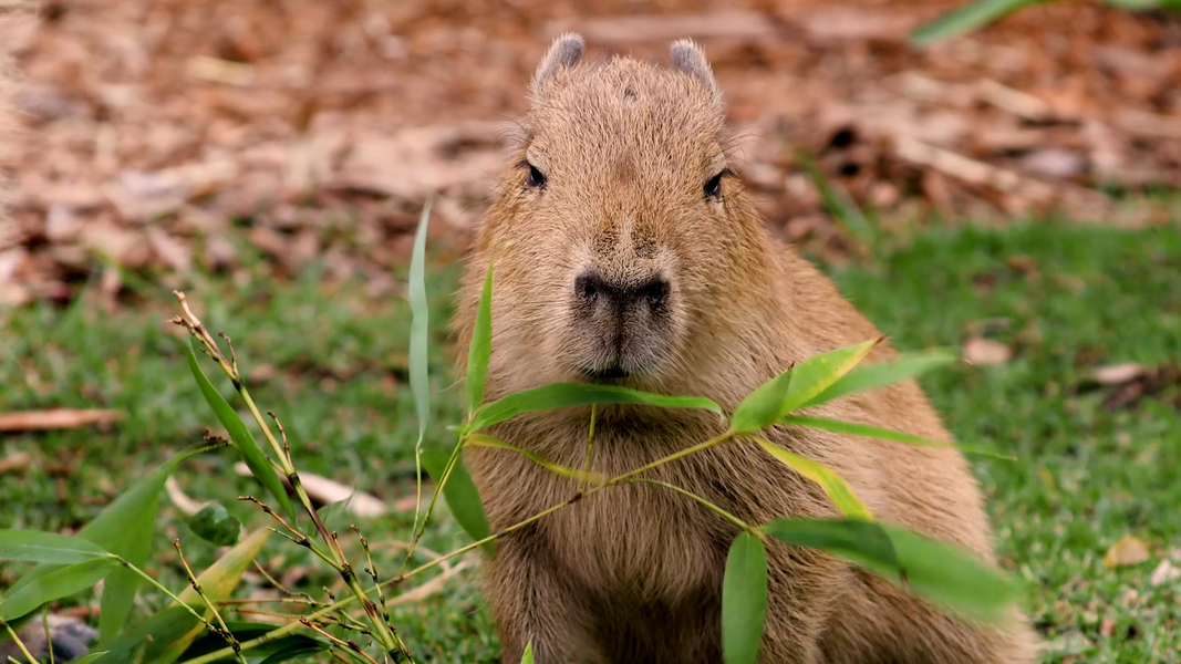 Phân của loài chuột lang nước (capybara) ở rừng nhiệt đới Amazon trở thành nguồn dinh dưỡng quý giá cho nhiều loài  động vật như khỉ, chim, và côn trùng. (Ảnh: Sydney Zoo)