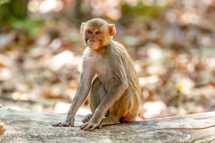 1. Khỉ vàng (Macaca mulatta): Khỉ vàng có bộ lông màu nâu vàng, phần mông và hai bên hông có màu nâu đỏ. Con trưởng thành có mặt màu đỏ và lông trên đỉnh đầu ngắn. Trong  Sách Đỏ Việt Nam (2007), khỉ vàng được xếp ở cấp độ LR (lower risk) - bậc ít nguy cấp. (Ảnh: Wildlife Vagabond)