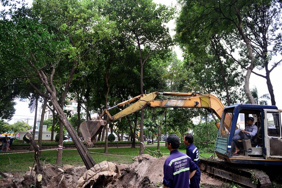 Trong những ngày qua, đội ngũ công nhân Công ty Công viên cây xanh TP.HCM bắt đầu cưa nhánh, bứng, đốn cây xanh để giải phóng mặt bằng phục vụ công trình đường sắt đô thị.