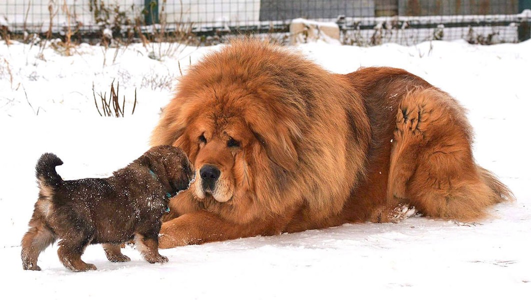  Chó ngao Tây Tạng (Tibetan Mastiff) được coi là giống chó hộ vệ của Vương quốc Himalaya ở vùng đất Tây Tạng xa xưa và cũng là tổ tiên của rất nhiều giống chó lớn ngày nay. Tại Trung Quốc, ngao Tạng được nhiều người coi là linh thú và trong những năm vừa qua nó trở thành thú chơi đặc biệt của giới nhà giàu. Ảnh: cachnuoichohay.com.