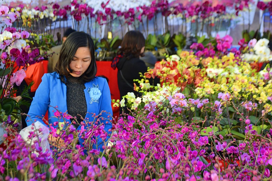 Mặc dù còn gần 2 tháng nữa mới đến Tết Nguyên Đán 2018, thế nhưng thị trường hoa Tết Hà Nội đã sôi động. Nhiều chậu  lan hồ điệp đã được chào giá từ vài trăm nghìn đến vài chục triệu đồng/chậu.