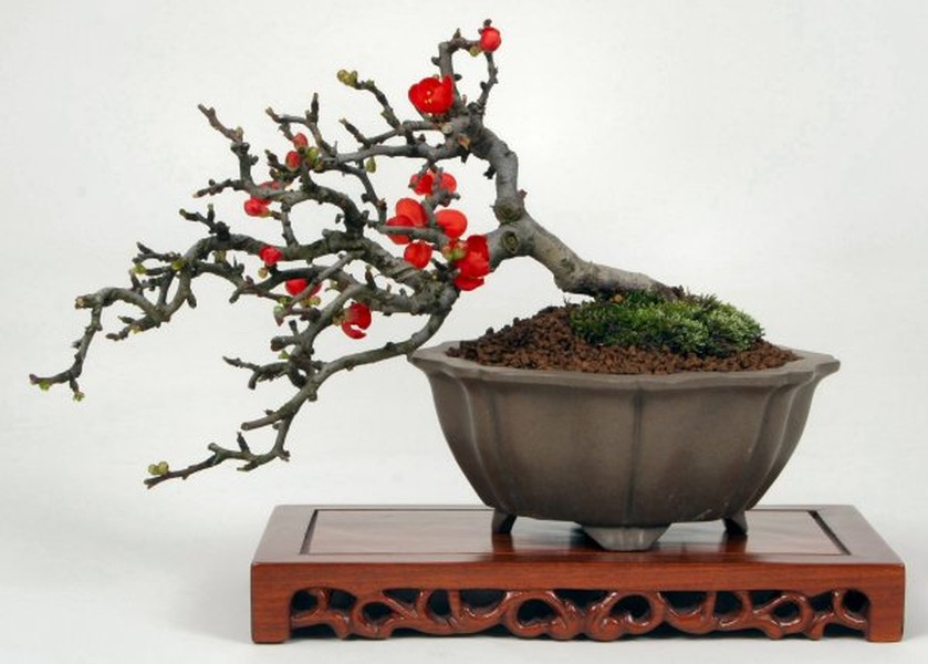 Đào 2 gang tay hay còn gọi là đào  bonsai mini có giá từ vài trăm nghìn đến khoảng 2 triệu đồng/cây. Ảnh: artisticbonsaicircle.co.uk.