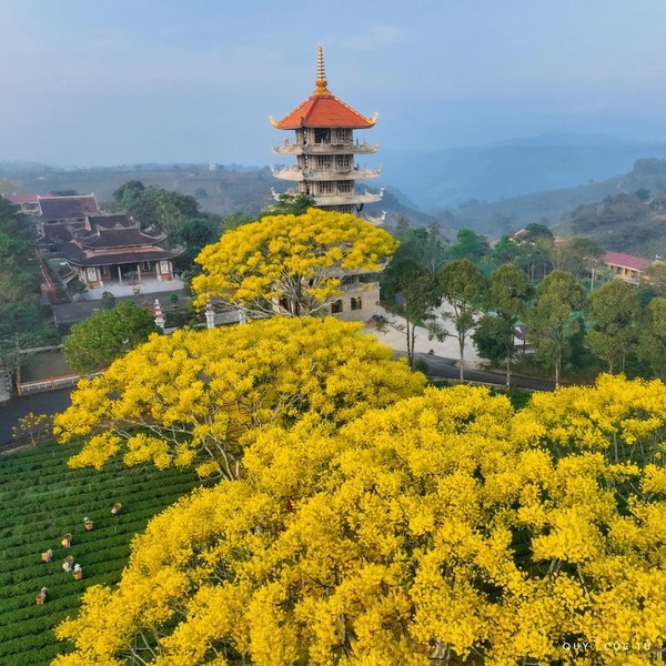 Thời điểm này ở Bảo Lộc những cây phượng vàng bắt đầu nở rộ, nó thường xuất hiện ở Tu viện Bát Nhã (xã Đamb’ri, thành phố Bảo Lộc). Nhiều du khách từng đến đây kháo nhau rằng, khung cảnh của nơi đây đẹp như  mùa lá vàng ở Hàn Quốc.