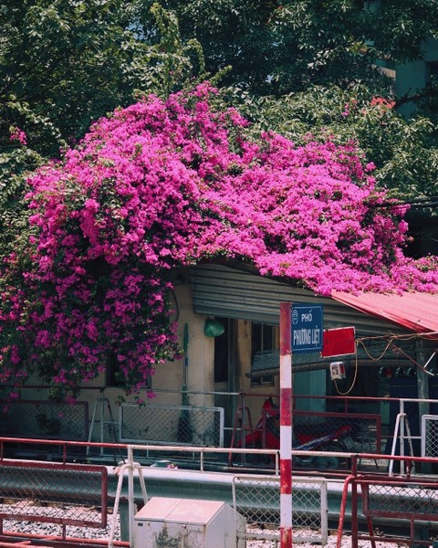 Nhắc đến hoa giấy phải kể ngay đến góc chụp “cực phẩm” đầu đường Phương Liệt, ngã rẽ Tô Hiến Thành giao Bùi Thị Xuân.  Hoa giấy bao phủ toàn bộ nóc nhà phủ xuống đường ray, còn ngay gần khu tập thể cũ tạo nên khung cảnh thơ mộng. Ảnh: Lâm