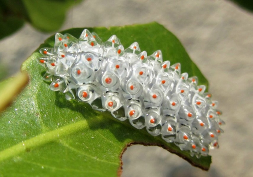 Jewel Caterpillar (Sâu bướm ngọc) sở hữu một  cơ thể trong suốt, đôi khi được tô điểm thêm những gai xanh, đỏ lộng lẫy.