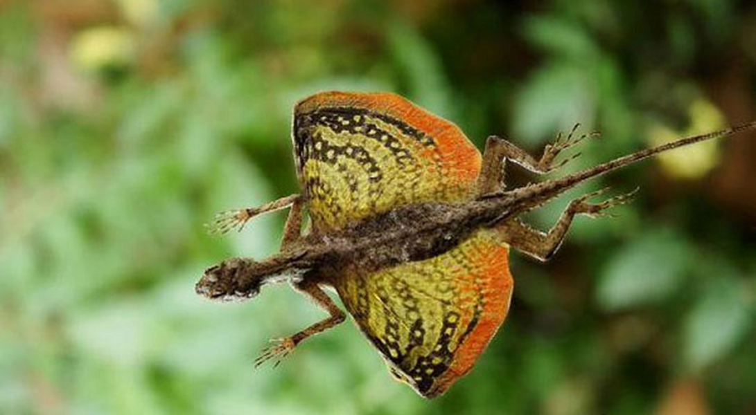  Thằn lằn rồng bay có tên khoa học Draco volans - một loại bò sát sống tại các khu rừng rậm ở Đông Nam Á.