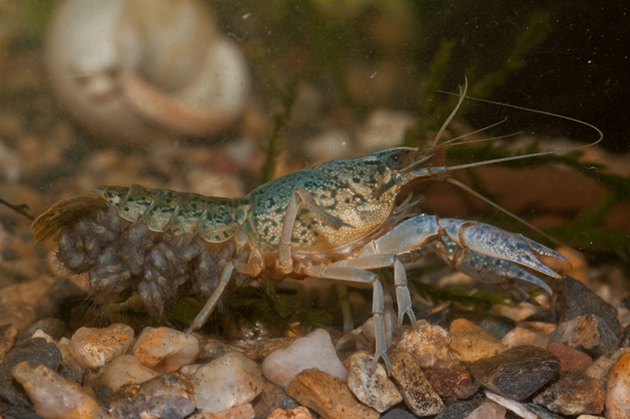 Crayfish - hay tôm càng (hoặc tôm hùm đất) - là tên gọi chung của hơn 500 loài tôm càng nước ngọt khác nhau. Chúng sinh sản hữu tính - tức là cần làm "chuyện ấy" giữa hai cá thể khác giới tính để duy trì nòi giống.