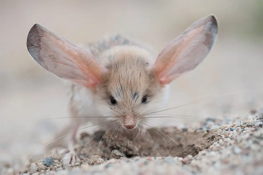  Chuột nhảy jerboa tai dài, Chuột nhảy Gobi hay Chuột nhảy sa mạc tai dài, tên khoa học là Euchoreutes naso, là một loài động vật có vú trong họ Dipodidae, bộ Gặm nhấm.