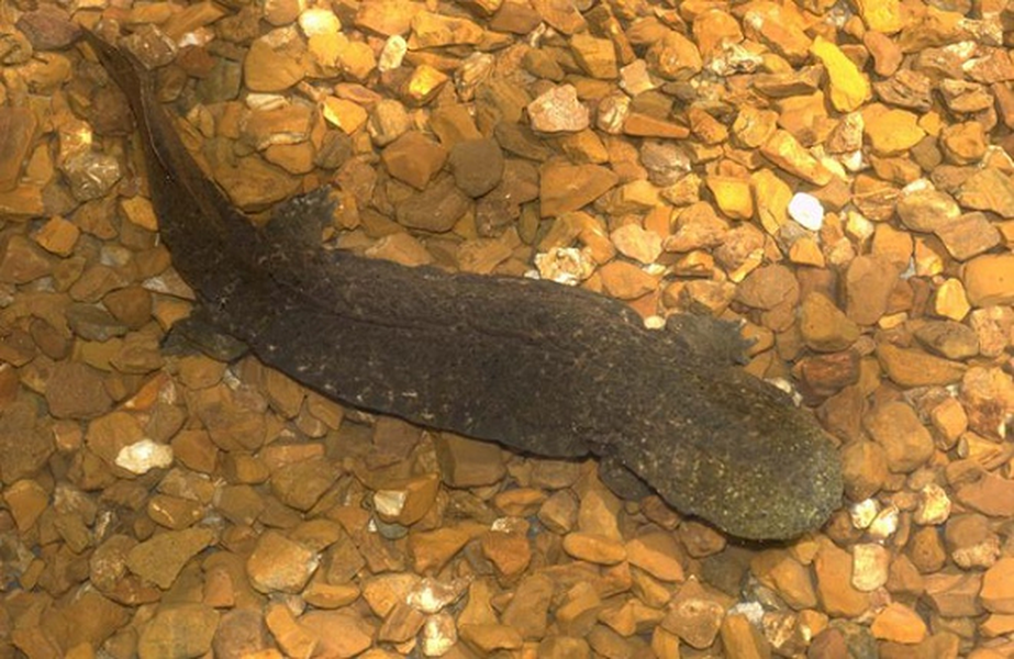 Cục Cá và Động vật hoang dã Mỹ (FWS) vừa chính thức đưa loài  kỳ giông Hellbender phương Đông hay còn gọi là quỷ bùn ở Missouri vào danh sách các loài động vật có nguy cơ tuyệt chủng.