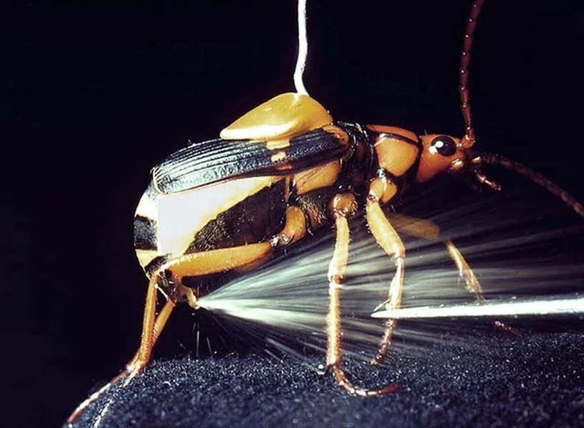 Loài bọ Carabidae, còn có tên là  bọ rùa "pháo thủ", bọ cánh cứng thả bom, một số nơi còn gọi chúng là sâu rắm, là loài bọ cánh cứng đất trong các tông Brachinini, bao gồm hơn 500 loài.