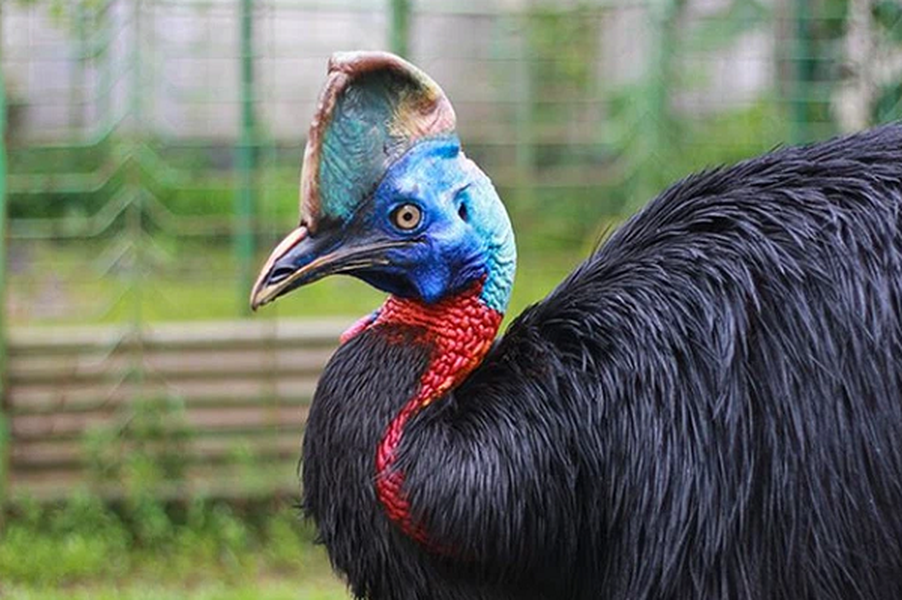  Đà điểu Cassowary hay đà điểu đầu mào phương nam là loài chim nguy hiển, phân bố chủ yếu tại Đông Bắc châu Úc và các vùng rừng nhiệt đới New Guinea cùng một số đảo cần kề.