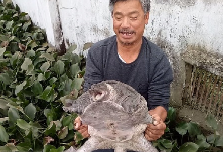 Tuy  ba ba là động vật sống hoang dã, nhưng rất dễ nuôi trong ao, bể nhỏ. Chúng sống dưới nước là chính, nhưng có thể sống trên cạn và có lúc rất cần sống trên cạn.