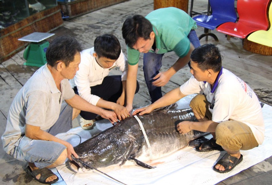 Ngày 5/6/2018, trên sông Tiền thuộc khu vực tỉnh Đồng Tháp, một người dân đã bắt được thủy quái là con cá lăng sông khủng nặng trên 100kg. Đây là con cá lăng lớn nhất bắt được trên sông Tiền từ trước đến nay. Ảnh: Người Lao động.