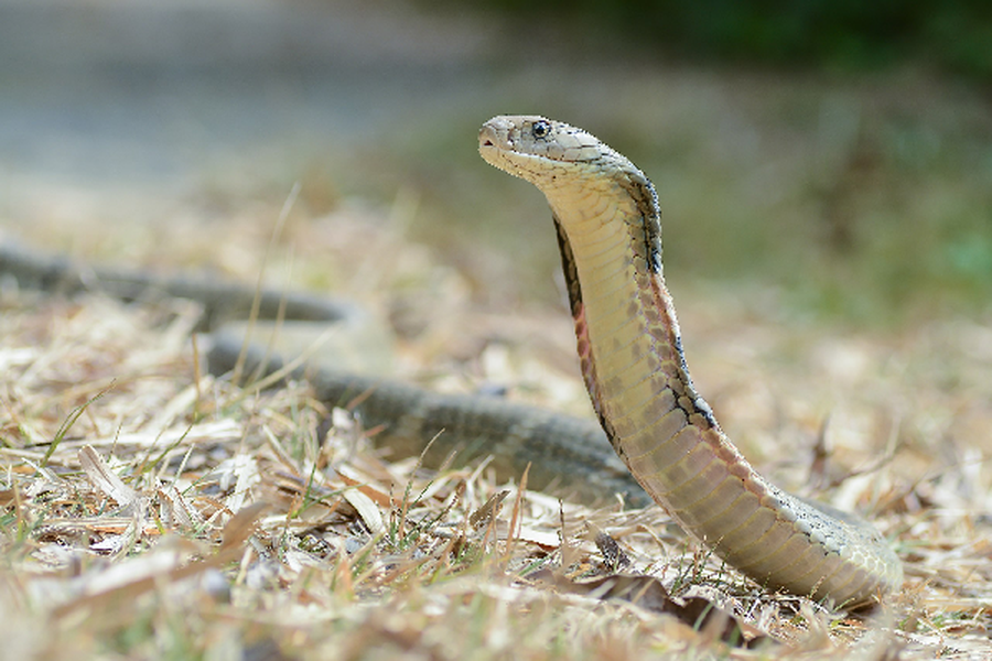  Rắn hổ mang chúa có tên khoa học là Ophiophagus hannah, là loài rắn độc có kích cỡ khổng lồ và đặc tính “ngóc đầu dậy” khi cảm thấy nguy hiểm.