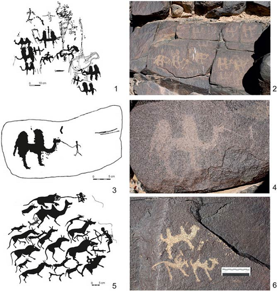 Dấu tích của loài lạc đà Camelus knoblochi đã tuyệt chủng, có kích thước khổng lồ gây sốc đã được tìm thấy trên những bức tranh trên vách hang động người tiền sử ở khu vực Mông Cổ.