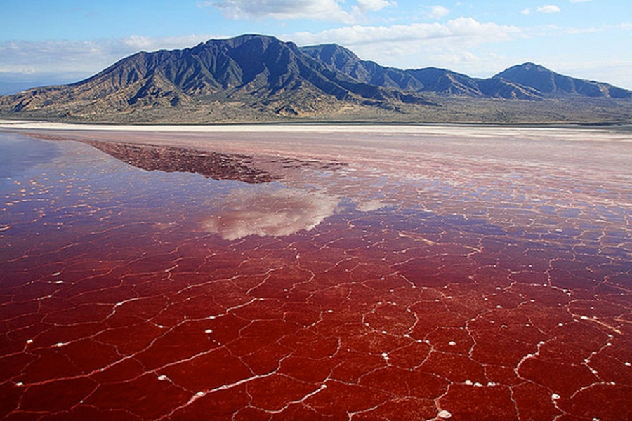  Hồ Natron nằm ở phía Bắc Tanzania, ngay cạnh Kenya là một trong những hồ nước nổi tiếng có vẻ đẹp kỳ ảo với màu đỏ tươi. Thế nhưng nó đã trở nên kinh dị bởi những bức tượng đá vôi cứng ngắc mang hình thù của những con chim nhỏ, rũ cánh nằm chết.