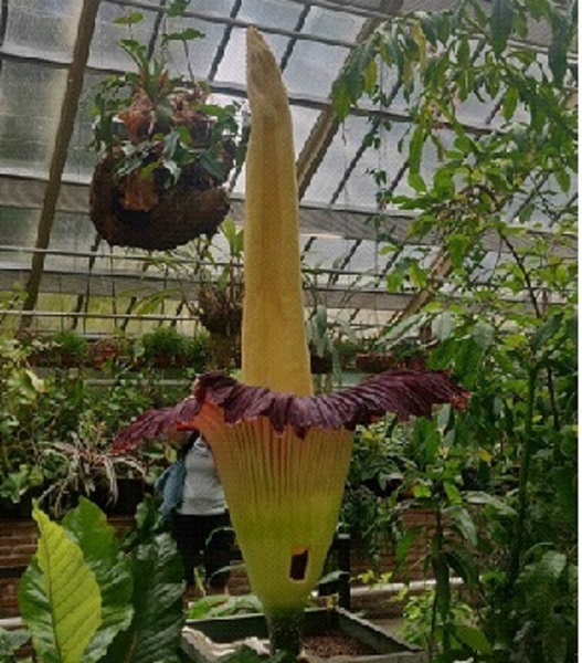 Một trong những đợt nở hoa vô cùng hiếm hoi của Amorphophallus titanum đã diễn ra tại vườn bách thảo Hortus ở Leiden, Hà Lan. Amorphophallus titanum, hay còn được gọi là Hoa Titan Arum hay  Hoa xác thối khổng lồ, là một trong những loài hoa lớn nhất trên Trái đất.