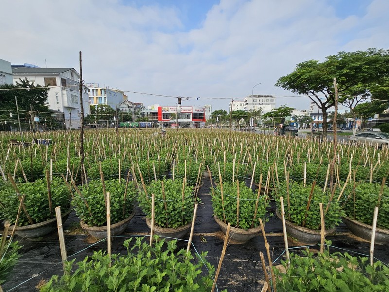 Cuối tháng 10 âm lịch, không khí Tết đã tràn ngập trên các vườn hoa trên địa bàn TP Đà Nẵng.