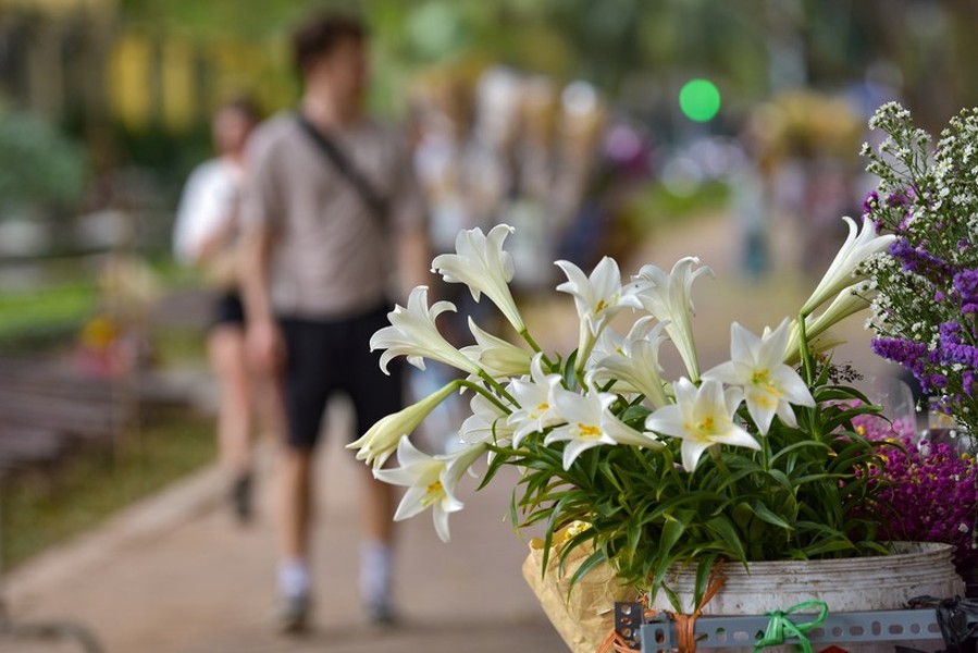 Hà Nội mùa nào cũng có những loài hoa riêng, khiến du khách vấn vương không quên. Hoa loa kèn được biết đến như mùa hoa đặc trưng của tháng 4, nhưng tại nhiều con phố từ nhiều ngày nay đã xuất hiện hoa loa kèn sớm. Những đoá hoa không chỉ xuất hiện trong cửa hàng hoa mà còn xuất hiện trên các gánh hàng hoa dọc các con phố. Loài hoa trắng tinh khôi này luôn có một sức hút khó cưỡng.