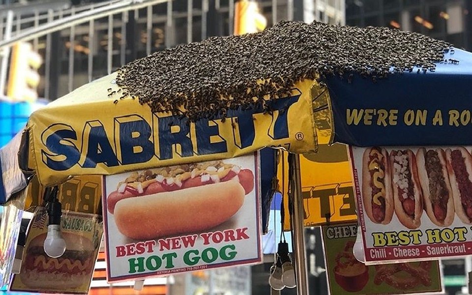 Xe bán hot dog tại góc phố Broadway and West 43rd bị đàn ong con 40.000 con vây kín.