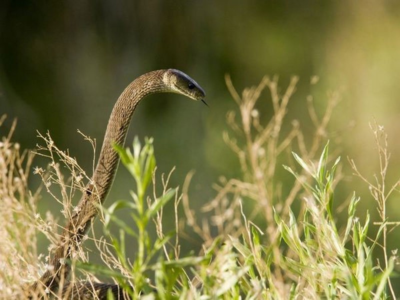 Với chiều dài từ 2,5 tới 4,45 m, Mamba đen (Dendroaspis polylepis) là loài rắn bò nhanh nhất thế giới, đạt vận tốc 16 – 20 km/h.