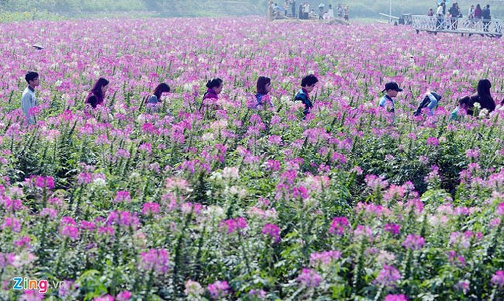 Một thung lũng hoa mới rộng hàng nghìn m2 vừa xuất hiện ở Hà Nội đã thu hút hàng nghìn bạn trẻ đổ xô về chụp ảnh với giá 80.000 đồng/người. Đây vốn là đầm sen bên hồ Tây được một ông chủ lấp đất chuyển sang trồng loại hoa màu tím được nhiều người ưa thích. 