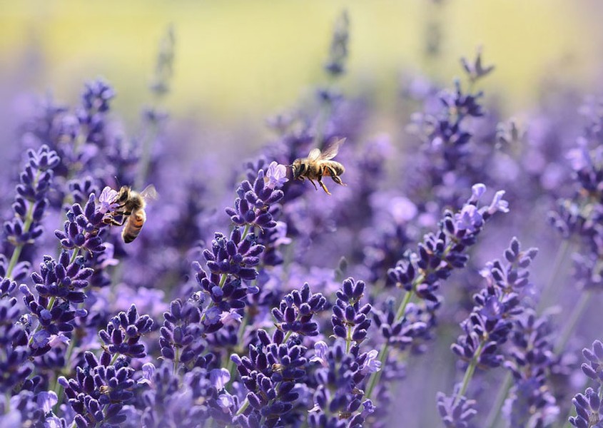  Hoa oải hương có danh pháp khoa học là Lavandula angustifolia. Đây là loại cây thuộc chi Oải hương (Lavandula), họ Hoa môi (Lamiaceae). Cây oải hương là loại cây bụi thường niên có mùi thơm nồng, xuất xứ từ vùng Địa Trung Hải.