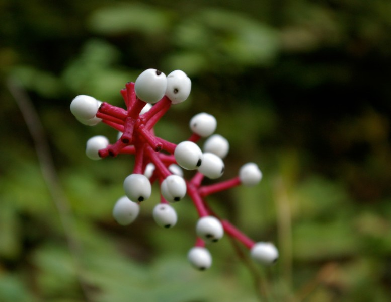 Cây mắt búp bê: Mắt búp bê là cách gọi của cây Actaea pachypoda hoặc Baneberry, là một loại cây quả nhỏ có nguồn gốc từ những cánh rừng Bắc Mỹ. Cái tên của  loài thực vật này xuất phát từ hình dáng giống hệt mắt búp bê của quả. Cây Actaea pachypoda cao 60 cm, có rất ít lá. Thân cây màu đỏ, những quả nhỏ kết thành chùm màu trắng, có chấm đen trông khá đẹp mắt. Tuy nhiên, quả của cây này khá độc, có thể gây tử vong. Ảnh: Amazonaws.com.