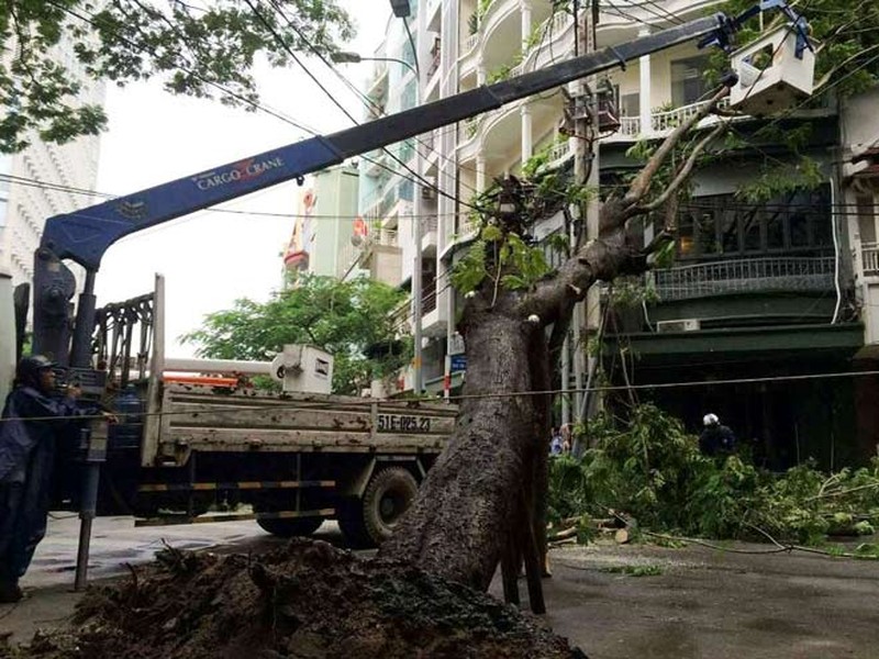 Chiều 16.7, trời mưa kèm theo gió đã làm cây xanh trước số nhà 48 Mạc Thị Bưởi (quận 1) bật gốc ngã đè vào hệ thống dây cáp điện trung thế bên đường khiến nhiều người tháo chạy thục mạng.