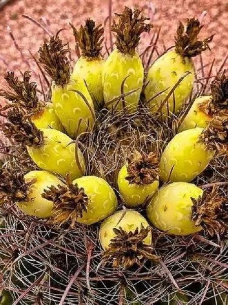 Barrel Cactus.