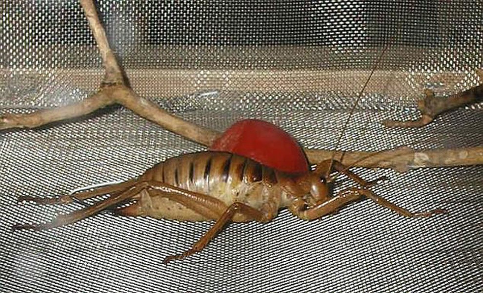 Dế weta khổng lồ Một số cá thể dế weta khổng lồ có trọng lượng lớn hơn một con chuột, khiến chúng trở thành loài côn trùng nặng nhất thế giới. Đây là loài  côn trùng khổng lồ đặc hữu của New Zealand và chủ yếu sống trên đảo Little Barrier ở miền bắc Auckland.