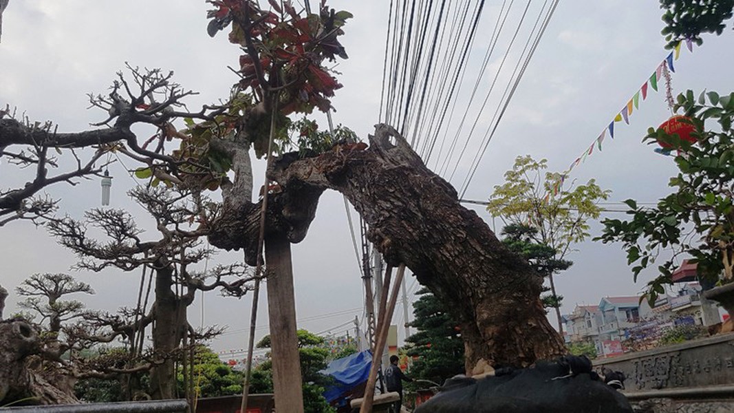 Được coi là dòng cây ngoại lại, không có giá trị sử dụng về gỗ, bàng chủ yếu được trồng để lấy bóng mát. Thế nhưng, một cây bàng có hình thù kỳ quái khiến người yêu cây không khỏi tò mò.  Cây bàng có chiều cao chừng 4 - 5 mét, đường kính 1 người ôm, thân uốn lượn mềm mại, lắt léo...