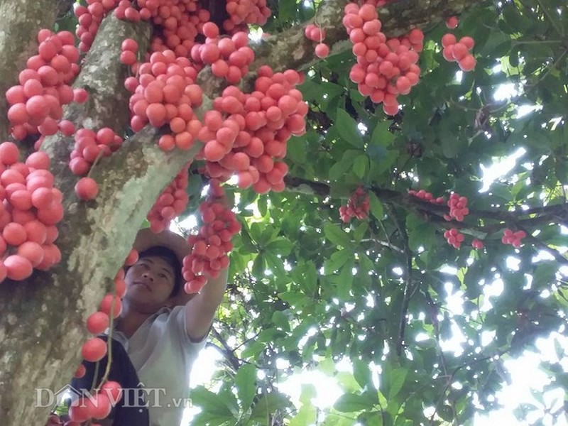  Dâu da rừng thường mọc trong rừng tự nhiên, thân gỗ lớn. Cây cho quả sai lúc lỉu, mọc thành từng chùm trải đều từ gốc tới cành, nhìn rất đã mắt.