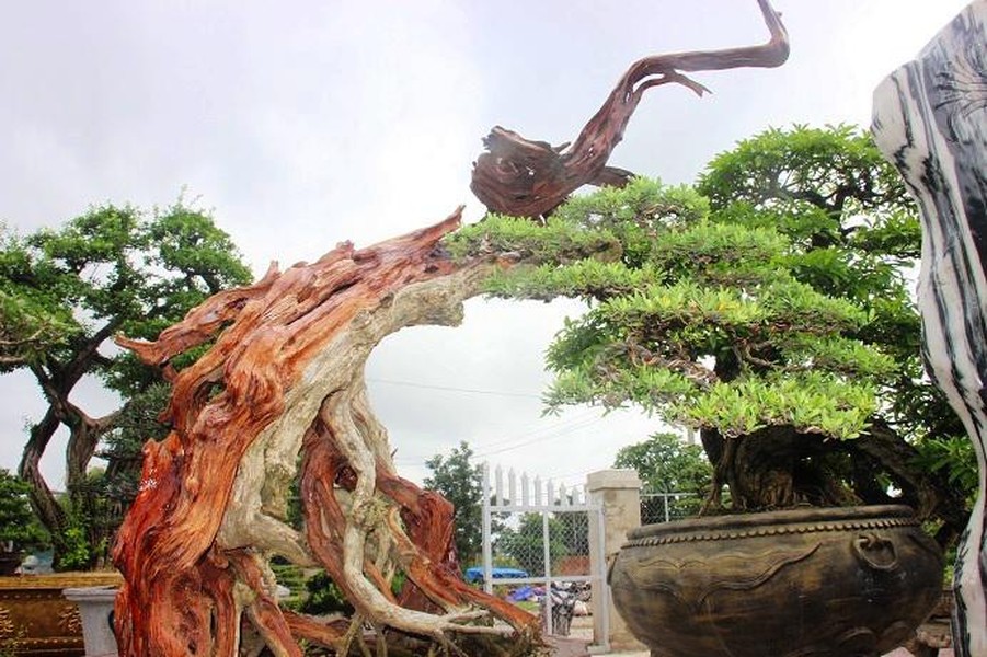 Anh Nguyễn Kim Ngọc (39 tuổi, trú TP.Quy Nhơn) cho biết từ năm 2005, anh đã có niềm đam mê  bonsai và bôn ba khắp nơi để sưu tầm cây, mang về Quy Nhơn chăm sóc, hình thành nên nhà vườn Út Quy Nhơn.