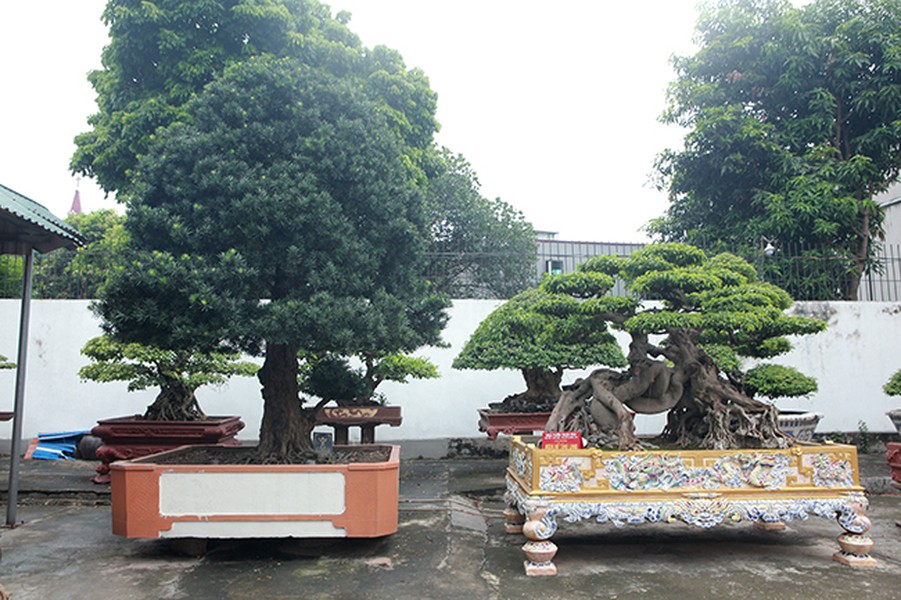 “Siêu cây” tùng la hán hiện nằm trong vườn cây di sản của anh Phan Văn Toàn (TP. Việt Trì, Phú Thọ). Anh Toàn cho biết, đây là cây tùng la hán Việt Nam hay còn gọi là tùng ta cổ. Cây có tuổi đời hơn 300 năm.