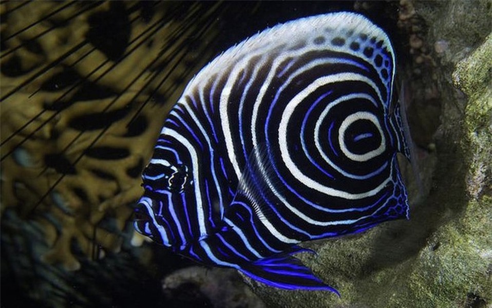 Cá Hoàng Đế thần thiên (Emperor Angelfish)