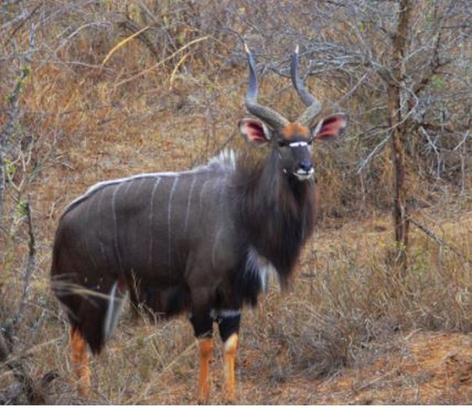 1. Linh dương Nyala. Loài linh dương thuộc họ Bovidae có nguồn gốc ở Nam châu Phi. Nó có thân dài 135-195cm và cân nặng từ 5-140kg. Linh dương Nyala đực có bộ râu khá dài và rậm. 