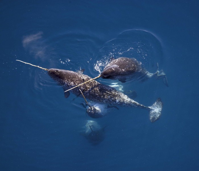 Loài này có tên tiếng Anh là "narwhal", thuộc họ kỳ lân biển cùng với cá voi trắng. Tuy nhiên, cá voi trắng không có chiếc sừng như chúng. Kỳ lân biển sống quanh năm ở khu vực vùng Bắc Cực lạnh giá. Đây là nơi có điều kiện thời tiết khắc nghiệt với những lớp băng biển dày đặc trong 6 tháng mùa đông. Ảnh: WWF.