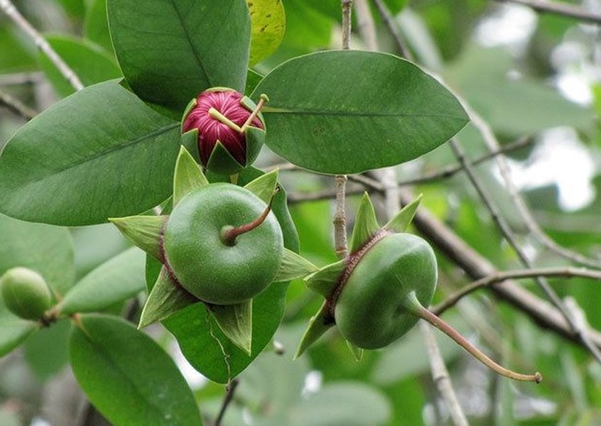 Ở miền Tây có câu ca dao "Muốn ăn mắm sặc bần chua/Chờ mùa nước nổi ăn cho đã thèm". Dường như con nước tháng 9 không chỉ đem đến nguồn cá tôm trù phú mà còn là mùa bội thu của các loại cây trái hoang dại. Người ta thường nhớ đến bông súng, bông điên điển nhưng quên mất rằng, trái bần cũng là một đặc sản quý giá mà thiên nhiên đã dành tặng cho vùng đất này.