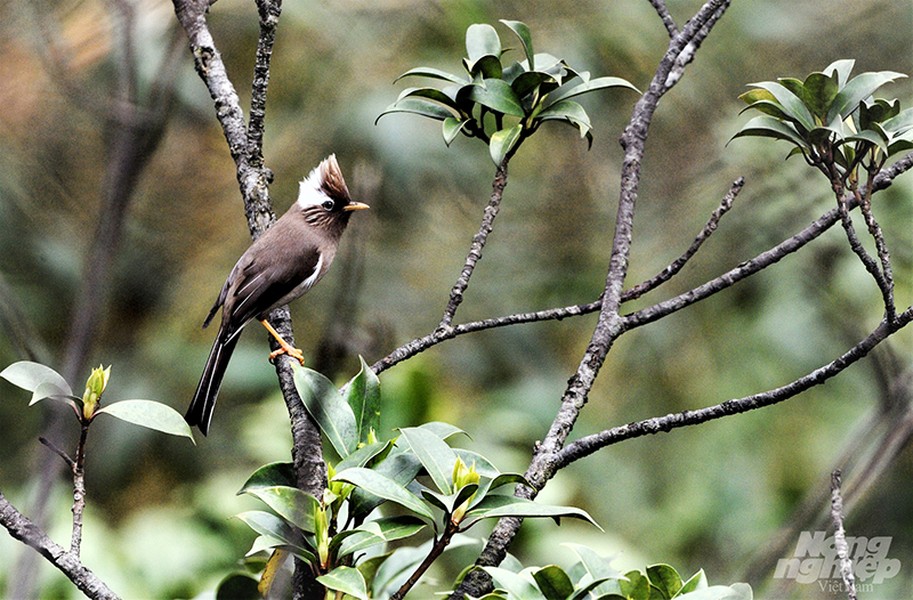 Đây là Khướu mào cổ trắng (White-collared Yuhina). Loài chim này chỉ có tại vùng núi cao khu vực Tây Bắc. Khướu mào cổ trắng là loài có kích thước tương đối lớn trong nhóm khướu mào (khoảng 16 cm). Chim nổi bật với mào dựng có mảng trắng lớn, nhiều sọc nhạt màu nhỏ ngang tai, thân trên và ngực trên màu nâu xám, cánh đen và bụng trắng nhạt.