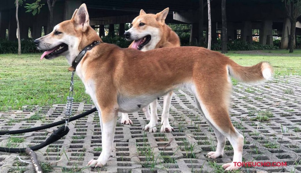 Dingo Đông Dương (Indochina Dingo) là một trong bốn loại chó đặc biệt của Việt Nam. Đây là một trong những giống chó cổ xưa, có nguồn gốc từ vùng núi phía bắc của Việt Nam và ở một số vùng thuộc bán đảo Đông Dương.