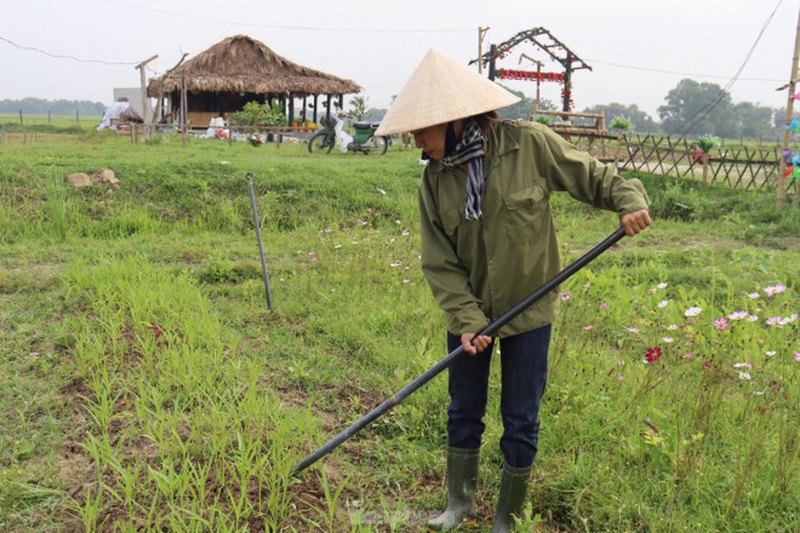 Là kỹ sư chuyên Ngành Bảo vệ thực vật tại Huế, chị Nguyễn Thị Hằng (SN 1993, TP Hà Tĩnh) đã quyết định rời xa thành phố đô hội trở về với quê hương Hà Tĩnh để theo đuổi ước mơ sống xanh, “chữa lành” những mảnh đất bỏ hoang.