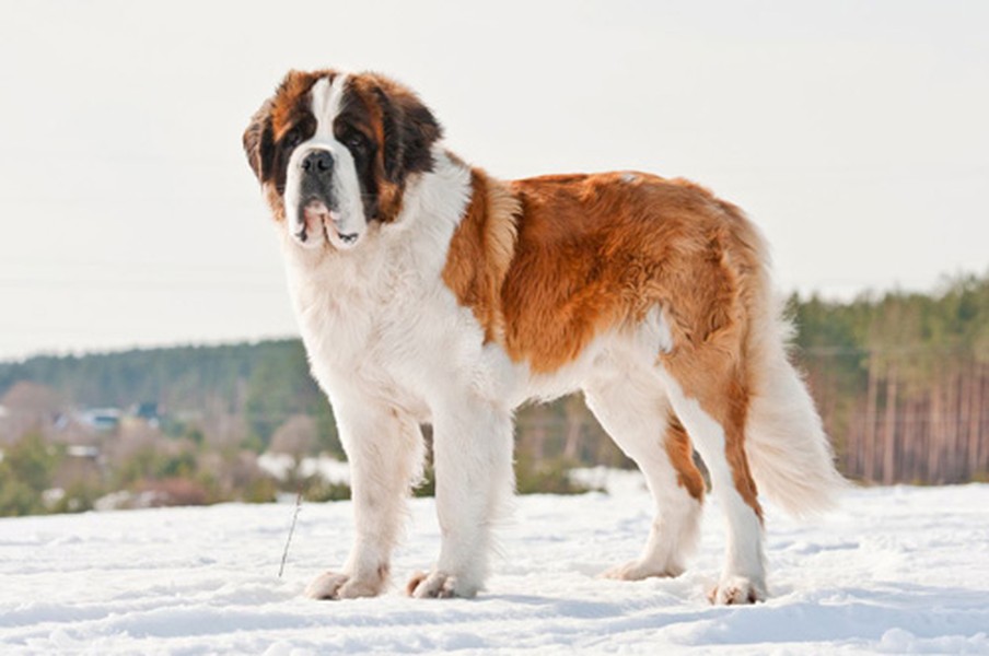 1. Saint Bernard (chiều cao: 65-90 cm, trọng lượng: 64-120 kg).