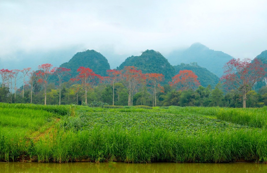 Cứ vào dịp tháng 3 về, những cây hoa gạo (còn gọi là hoa mộc miên) trên các con đường làng, sườn núi, ven sông của làng quê xứ Nghệ lại nở hoa rực rỡ khoe sắc. (Ảnh: Rạng Đông)