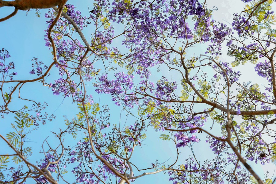  Phượng tím (Jacaranda mimosaefolia) xuất xứ ở vùng đất Nam Mỹ, dần dần được trồng ở châu Âu. Tại Việt Nam, những cây phượng tím xuất hiện đầu tiên ở Đà Lạt do kỹ sư Lương Văn Sáu đưa về từ Pháp năm 1962. Bây giờ, chỉ còn một cây phượng tím và đã là cây cổ thụ trên đường Nguyễn Thị Minh Khai, hằng năm vẫn nở bông chi chít.