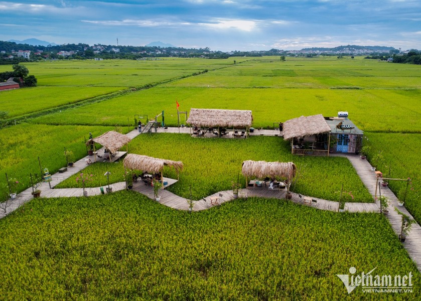 Giữa cánh đồng lúa mênh mông của làng Phương Bản (huyện Chương Mỹ, Hà Nội) có một  quán cà phê độc đáo giúp khách có một không gian gần gũi với thiên nhiên.