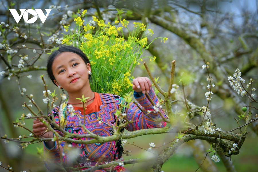 Rời khỏi phố phường náo nhiệt, những ngày giáp Tết, du khách đến với cao nguyên Mộc Châu để được hưởng bầu không khí trong lành, yên ả được tô điểm bởi những bạt rừng hoa mận trắng tinh khôi...Hoa mận đang nở trắng rừng ở cao nguyên Mộc Châu tạo nên khung cảnh đẹp như trong phim ngôn tình.